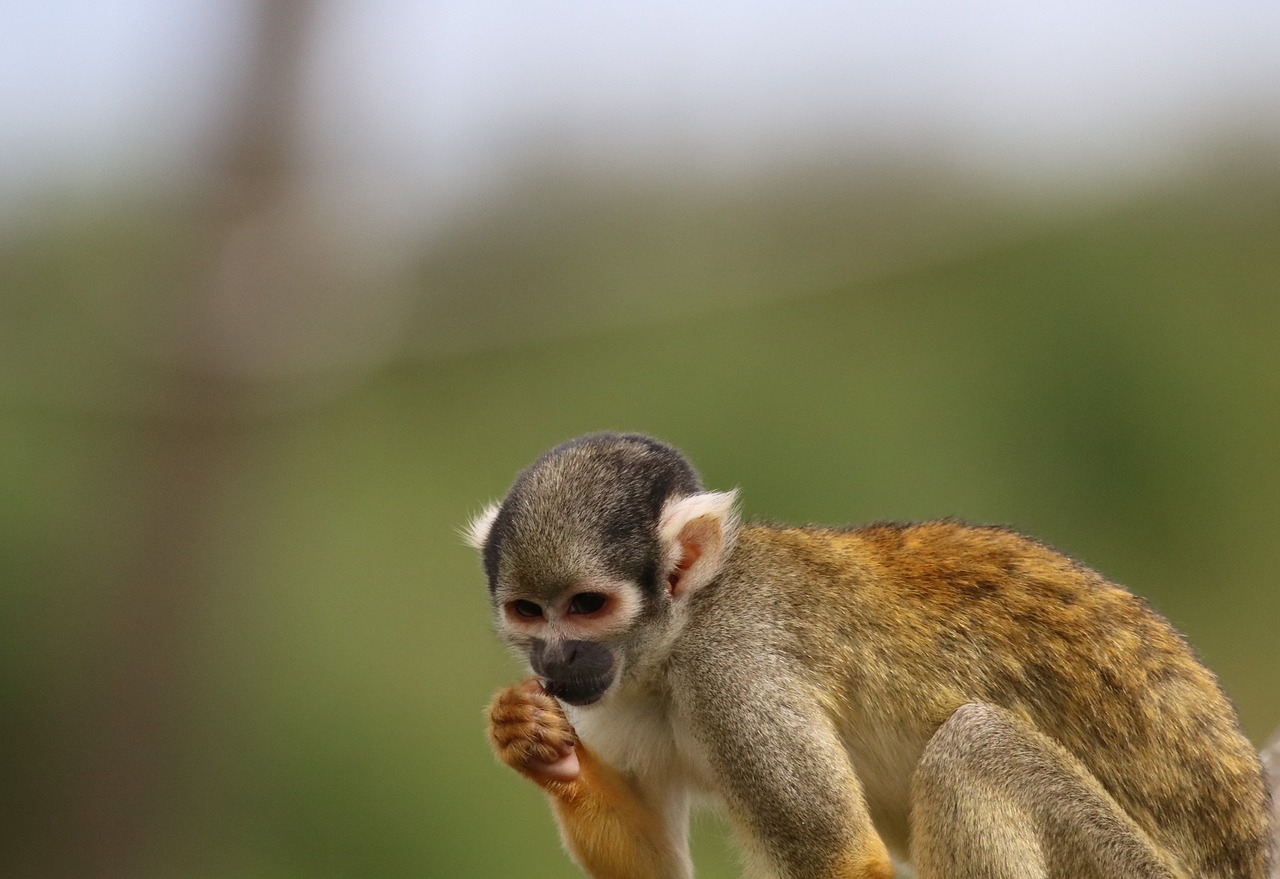 What is Biodiversity and Why Is It Important?